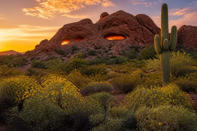 Red sandstone Papago Buttes at golden hour with standing saguaro cactus and brittlebush on the slope
