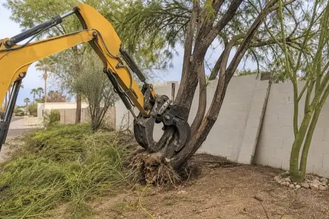 Compact excavator grapple gripping a multi-trunk mesquite at the root crown beside a block wall, with a palo verde left standing nearby